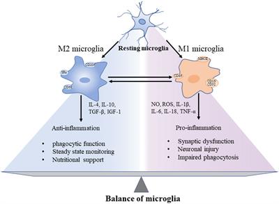 The effects of microglia-associated neuroinflammation on Alzheimer’s disease